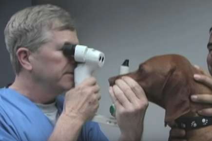 Image of veterinarian checking dog's eyesight.