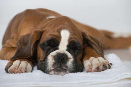 Image of puppy sleeping.