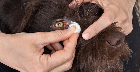 Image of someone cleaning a dog's eye. 