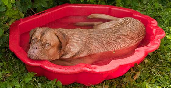 Image of a dog in a wading pool. 