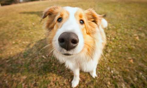image of a closeup of a dog's nose
