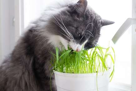 Image of a cat eating potted grass. 