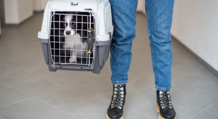 dog in carrier