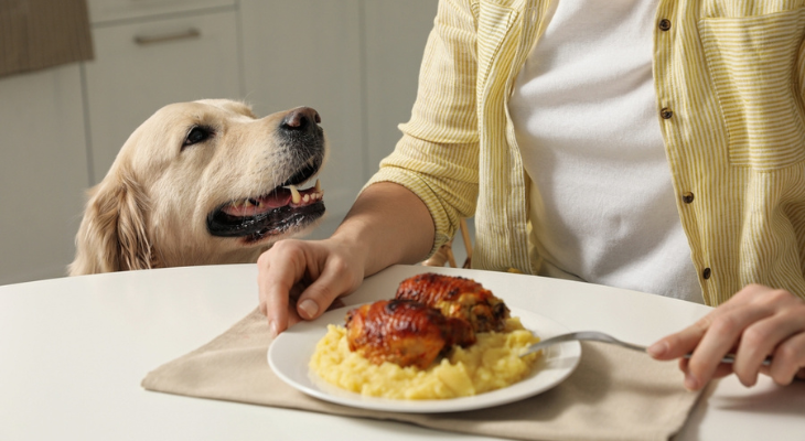 Yellow lab begs for table scraps.