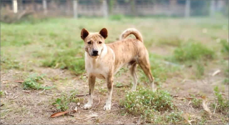 confused looking dog